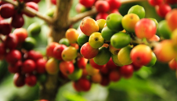 grüne und rote Kaffeekirschen an der Kaffeepflanze